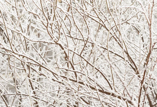 Rami di alberi invernali — Foto Stock