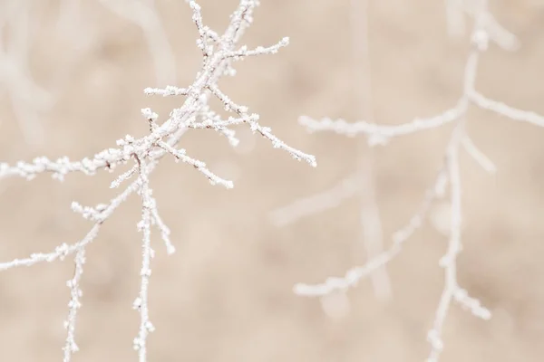 Kış ağacı dalları — Stok fotoğraf
