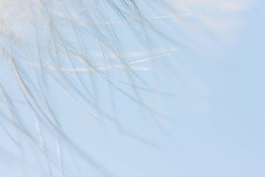 yumuşak kabarık tüy, makro çekim 