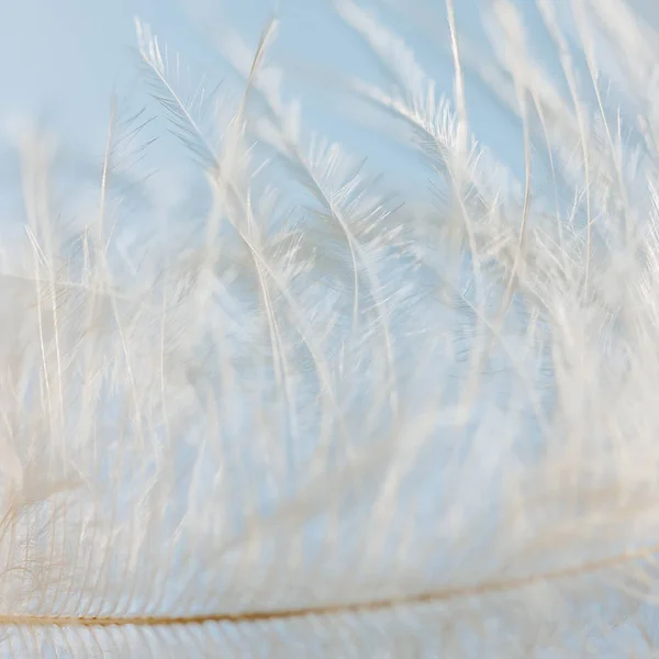 Soft Fluffy Feather Macro Shot — Stock Photo, Image