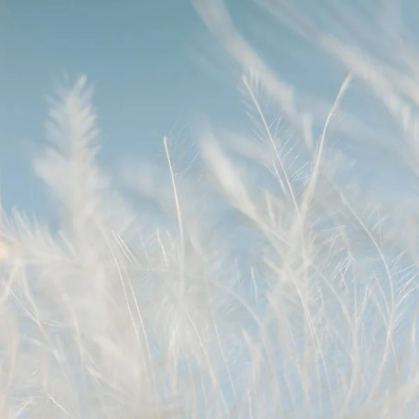 soft fluffy feather, macro shot