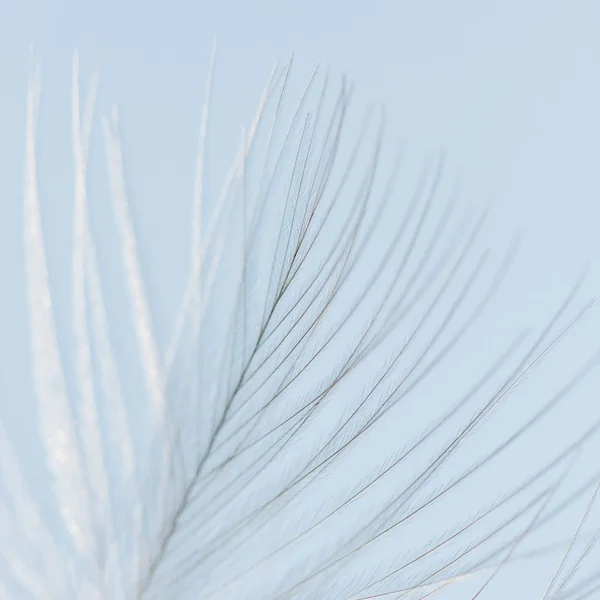 柔らかいふわふわの羽 マクロショット — ストック写真