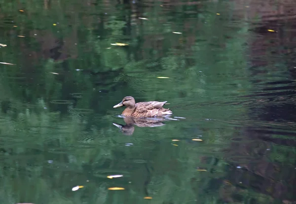 Pato hembra en un lago otoñal — Foto de Stock