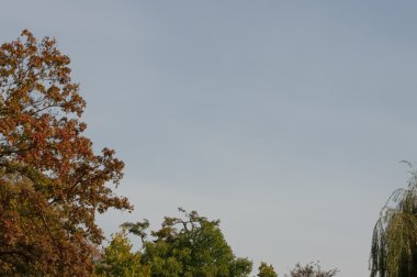 güneşli bir sonbahar ağacı