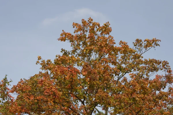 Arbre automnal par une journée ensoleillée — Photo