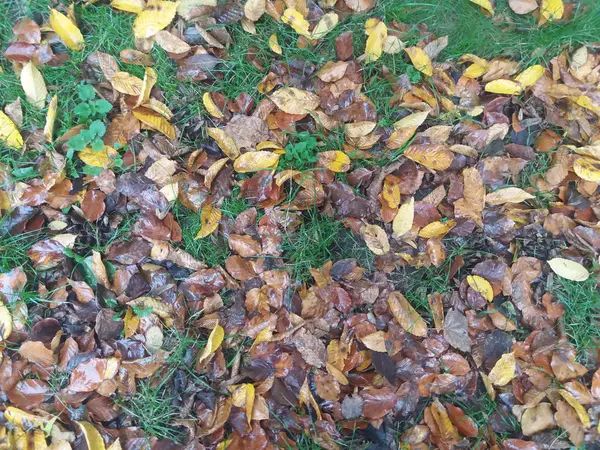 Żółty, brązowy i świeżych zielonych liści — Zdjęcie stockowe
