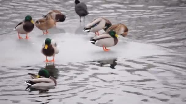 Eisschollen mit schlafenden Enten auf einem Fluss — Stockvideo