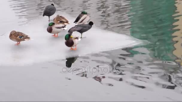 Ice floes with dormant ducks on a river — Stock Video