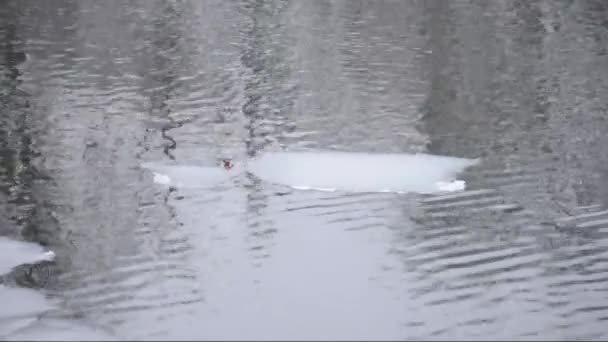 Témpanos de hielo en un río — Vídeo de stock