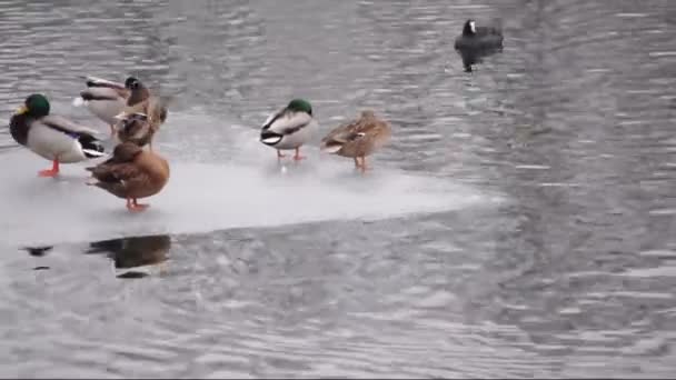 Eisschollen mit schlafenden Enten auf einem Fluss — Stockvideo