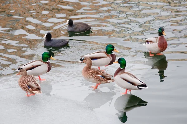 Ducks standing on an ice floe — Stock Photo, Image