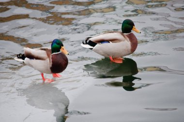 ördek ve bir buz parçası