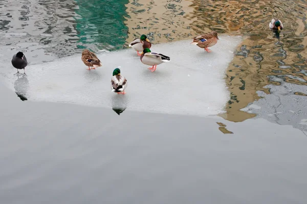 アヒルと流氷 — ストック写真