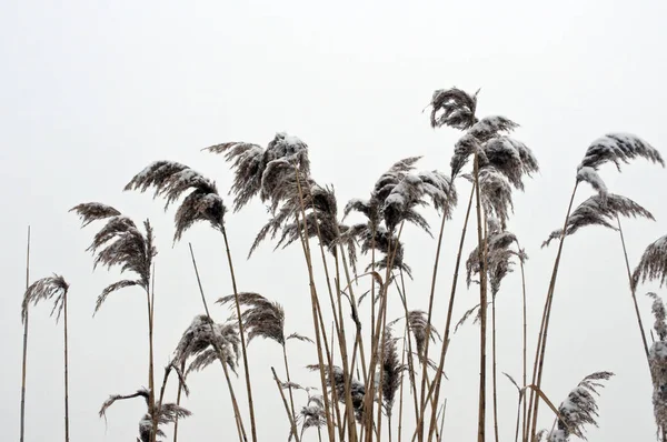 Snö täckta reed — Stockfoto