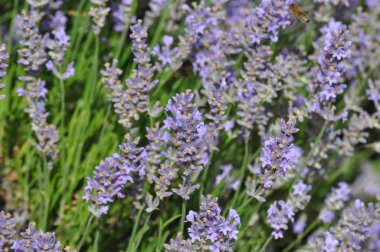 Lavandula angustifolia (lavanta)