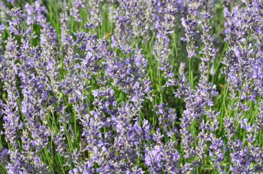 Lavandula angustifolia (lavanta)