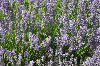 Lavandula angustifolia (lavanta)