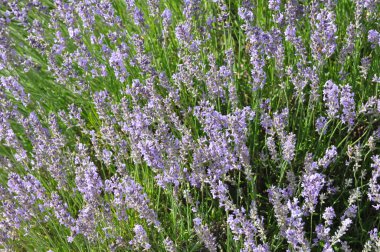 Lavandula angustifolia (lavanta)