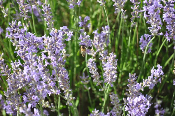 Lavandula angustifolia (lavanta)