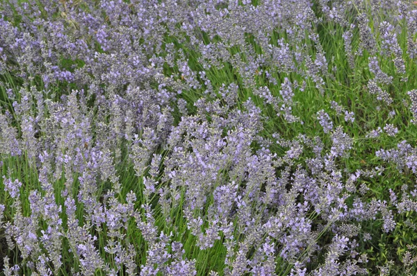 Lavandula angustifolia (lavendel ) – stockfoto