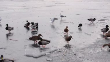 bir nehir bir buz yüzeyi aç ördekler