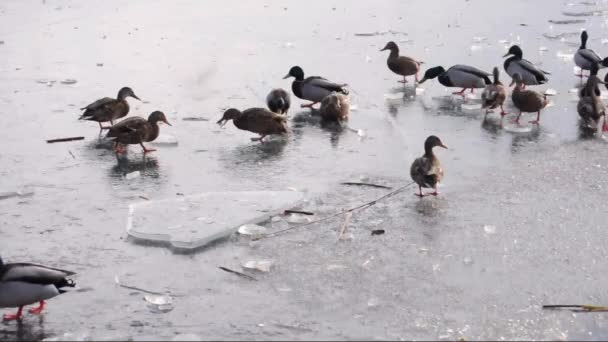 Patos hambrientos en una superficie de hielo de un río — Vídeos de Stock