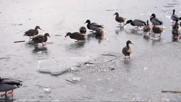 川の氷の表面に空腹のカモ — ストック動画