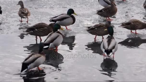 Hongerige eenden op een oppervlak van de ijs van een rivier — Stockvideo