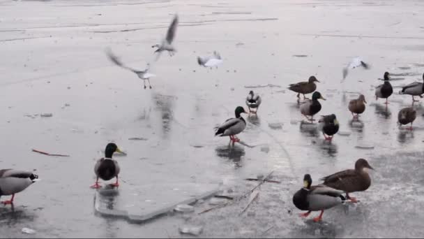 Patos hambrientos en una superficie de hielo de un río — Vídeo de stock