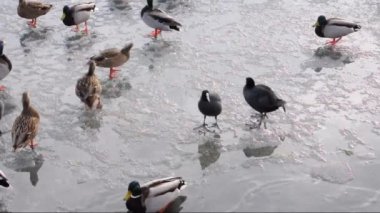 bir nehir bir buz yüzeyi aç ördekler