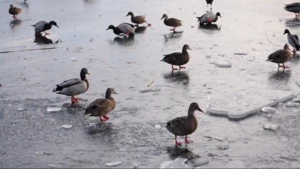 canards affamés sur une surface de glace d'une rivière 