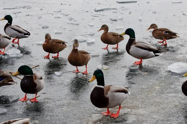 Very hungry ducks — Stock Photo, Image