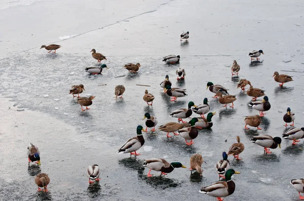 Very hungry ducks — Stock Photo, Image