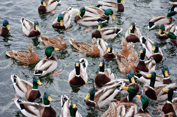 Very hungry ducks — Stock Photo, Image