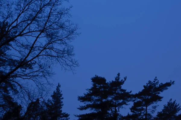 Зимові дерева в годину після заходу сонця — стокове фото