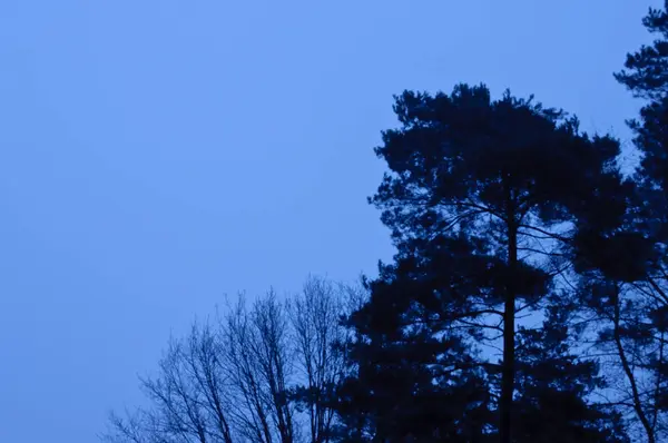 Vinter träd i en timme efter solnedgången — Stockfoto