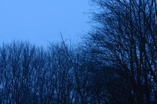 冬の日没後の時間の木 — ストック写真