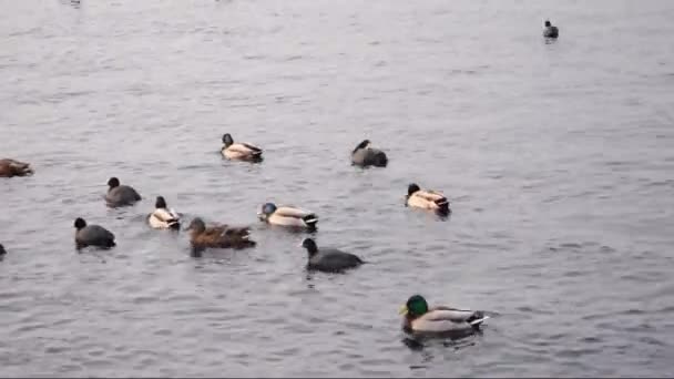 Vogels op een rivier met weinig golven — Stockvideo