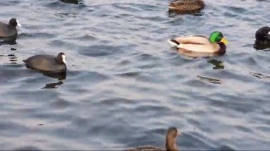 küçük dalgalar ile bir nehir kuşlarda