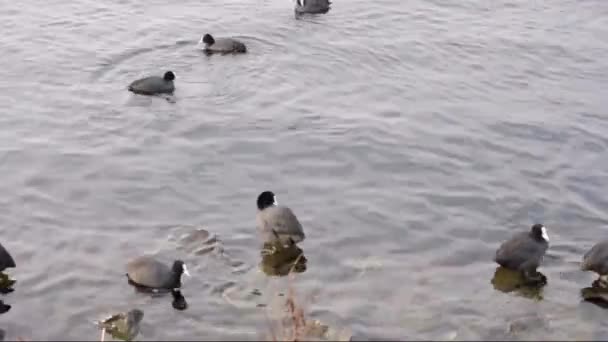 Vögel auf einem Fluss mit kleinen Wellen — Stockvideo