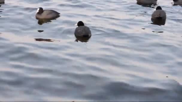 Vögel auf einem Fluss mit kleinen Wellen — Stockvideo