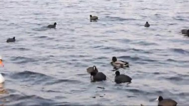 küçük dalgalar ile bir nehir kuşlarda