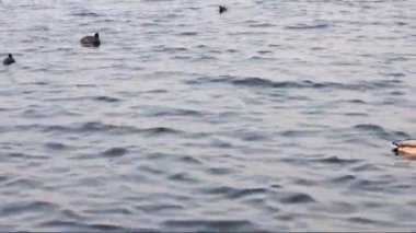 küçük dalgalar ile bir nehir kuşlarda