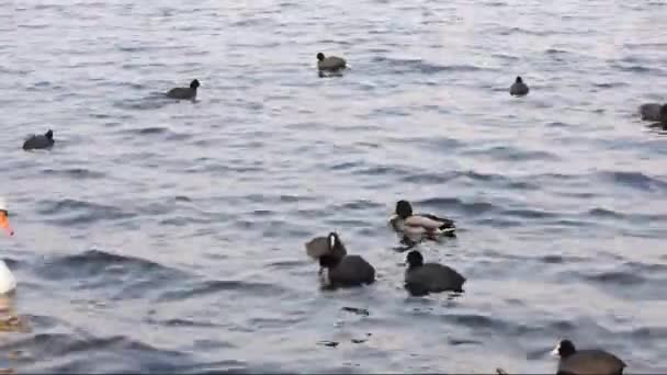 Oiseaux sur une rivière avec de petites vagues — Video