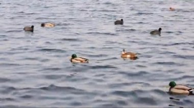 küçük dalgalar ile bir nehir kuşlarda