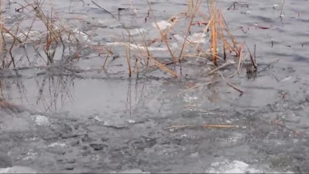 Reed en ice floes op een rivier — Stockvideo