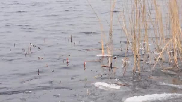Roseau et floes de glace sur une rivière — Video