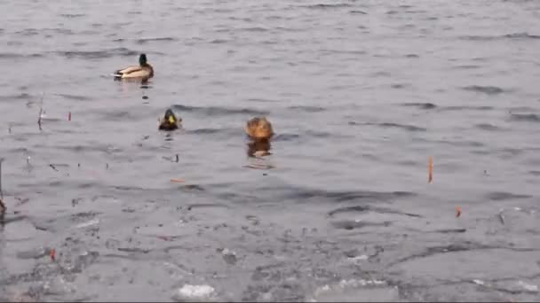 与小浪河上的鸟 — 图库视频影像
