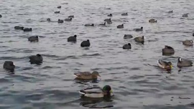 küçük dalgalar ile bir nehir kuşlarda