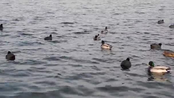 Птицы на реке с маленькими волнами — стоковое видео